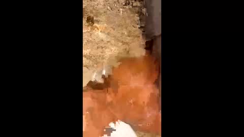 slapaho666 online show from October 2025 03:03:02 AM