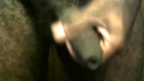 Snapshot of snkr1244 chatting on December 2024 07:55:01 AM snkr1244 online show from December 2024 07:55:01 AM