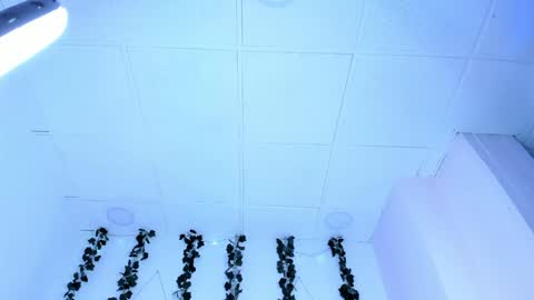 Snapshot of sophiehill_gh chatting on January 2025 01:11:02 AM SOPH online show from January 2025 01:11:02 AM