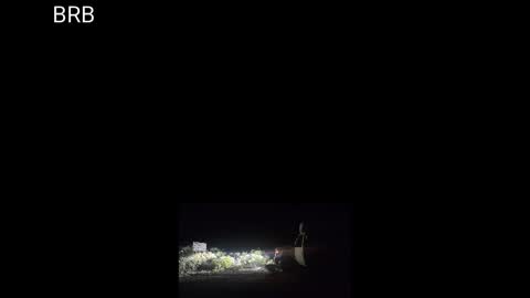 Sibyl online show from September 2025 08:03:02 AM