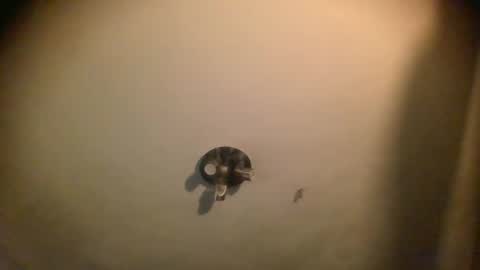 Snapshot of splinters18 chatting on January 2025 07:06:01 AM watch me cum online show from January 2025 07:06:01 AM