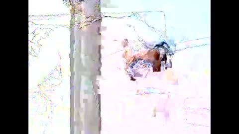 star0806666a online show from April 2026 06:10:01 PM