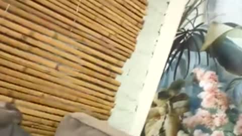 tacovegan4 online show from December 2025 05:20:01 PM