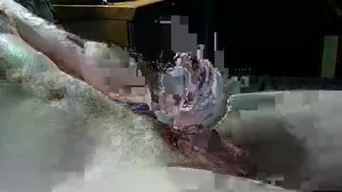 Texas Rose 33 online show from April 2026 05:10:01 PM