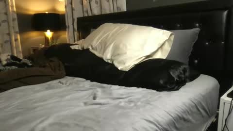 The Wild Ones online show from November 2025 01:28:01 AM