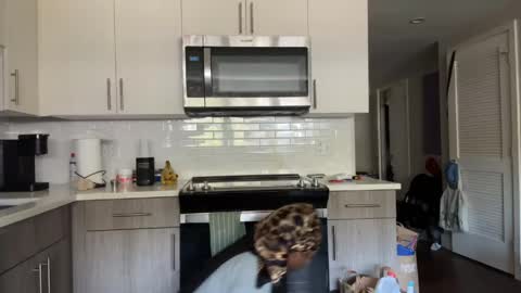 Sapphire the Vixen online show from April 2026 02:55:02 PM