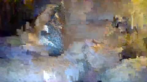 Snapshot of thommthomm71 chatting on July 2026 12:25:02 AM thommthomm71 online show from July 2026 12:25:02 AM