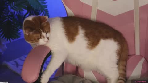 Snapshot of tokyo_n chatting on January 2025 01:48:02 AM tokyo_n online show from January 2025 01:48:02 AM