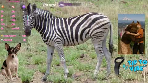 Snapshot of tomaz62a chatting on November 2025 07:38:01 PM Tomaz62a online show from November 2025 07:38:01 PM