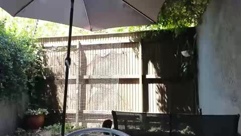 Topsy online show from February 2026 10:12:01 AM