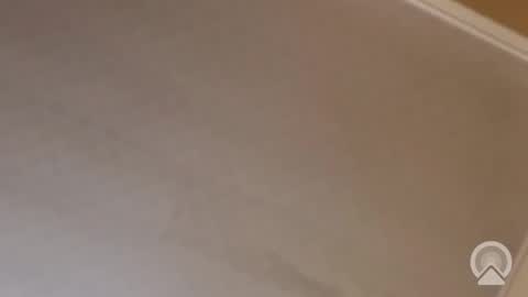 Antique-Shirt2516 online show from November 2025 12:09:02 AM