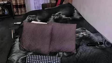 Snapshot of tviks chatting on September 2025 10:55:02 PM Lana online show from September 2025 10:55:02 PM