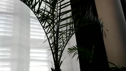 patricia online show from October 2025 07:04:02 AM