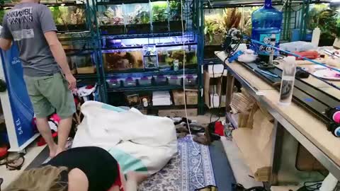 WifeNheels online show from June 2026 09:18:01 PM