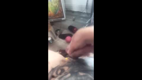 Hippieinwis online show from June 2026 02:34:02 PM