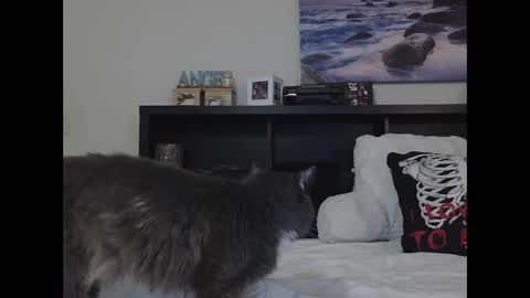 Snapshot of wrenleigh chatting on September 2025 10:19:02 AM Crystal Lake online show from September 2025 10:19:02 AM