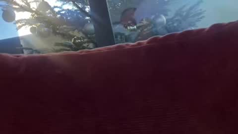 Velesk online show from December 2024 01:36:02 PM