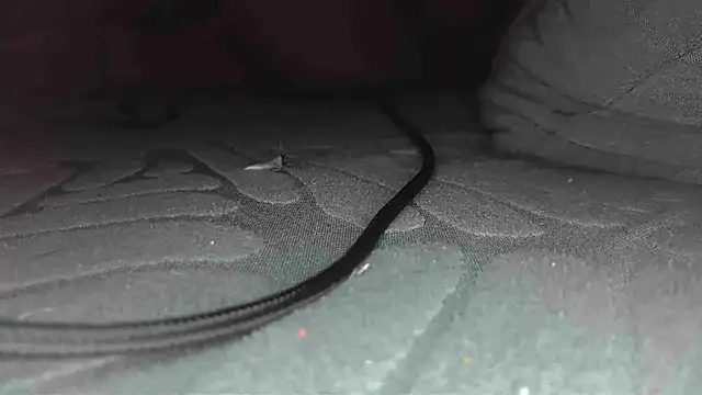 sclax38 online show from January 2025 12:00:01 PM