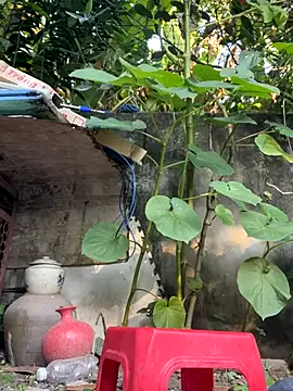   Saphia   online show from November 2025 12:35:01 AM