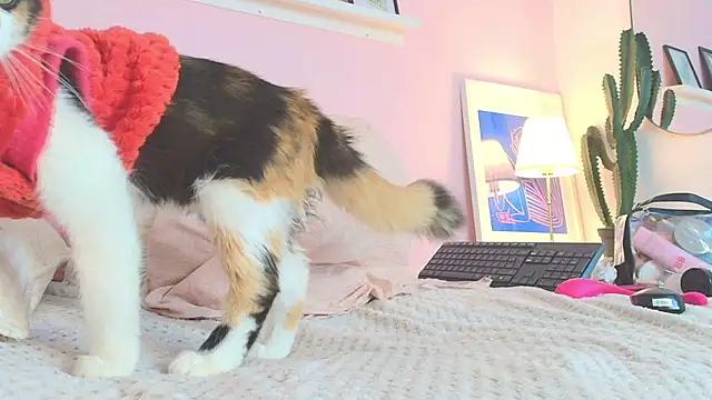 MARAFOX69 online show from February 2025 08:36:02 AM