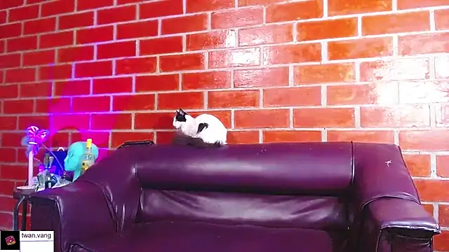 Trix fiore oficial online show from March 2026 10:46:01 PM