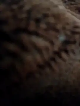 Priya Bong online show from November 2025 03:05:02 AM