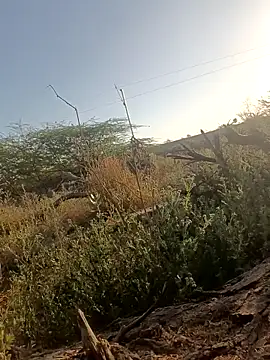 lovesuna online show from March 2025 02:25:01 AM