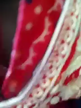 Bengoli--bhabhi online show from February 2025 04:18:02 AM