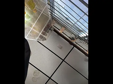 steelwood303 online show from December 2025 07:54:01 PM