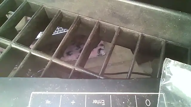 allissonw13 online show from October 2025 08:46:01 AM