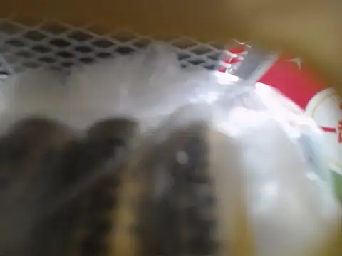 Lovensetest online show from October 2025 03:05:01 AM