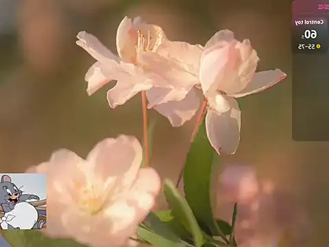 Lovensetest online show from October 2025 07:19:02 AM