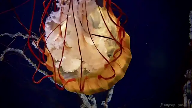 Snapshot of streamy_test11 chatting on September 2025 11:24:01 AM streamy test11 online show from September 2025 11:24:01 AM