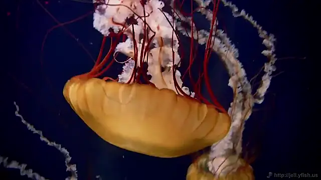 Snapshot of streamy_test11 chatting on October 2025 09:51:02 AM streamy test11 online show from October 2025 09:51:02 AM