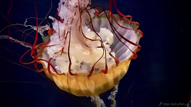 Snapshot of streamy_test11 chatting on October 2025 12:58:01 PM streamy test11 online show from October 2025 12:58:01 PM