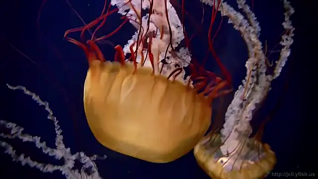 Snapshot of streamy_test11 chatting on October 2025 07:11:01 AM streamy test11 online show from October 2025 07:11:01 AM