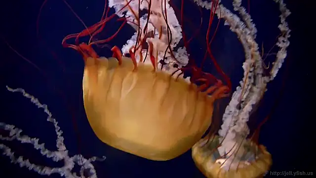 Snapshot of streamy_test11 chatting on October 2025 10:59:02 AM streamy test11 online show from October 2025 10:59:02 AM