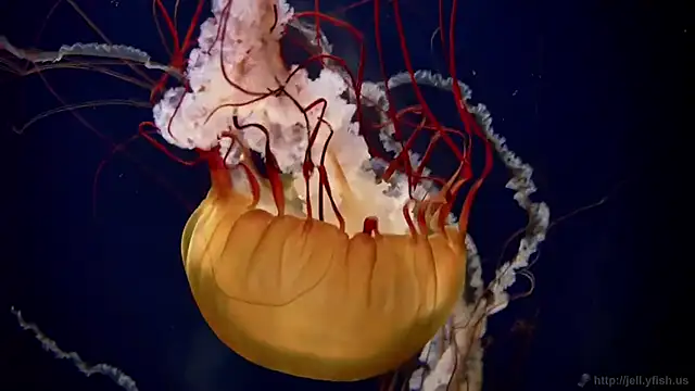 Snapshot of streamy_test11 chatting on October 2025 02:07:01 PM streamy test11 online show from October 2025 02:07:01 PM