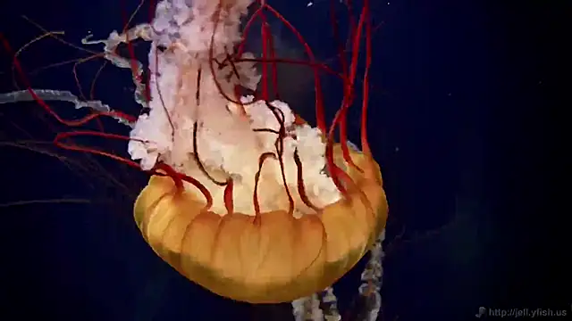 Snapshot of streamy_test11 chatting on October 2025 03:35:01 PM streamy test11 online show from October 2025 03:35:01 PM