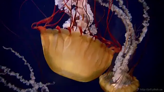 Snapshot of streamy_test11 chatting on November 2025 11:55:02 AM streamy test11 online show from November 2025 11:55:02 AM