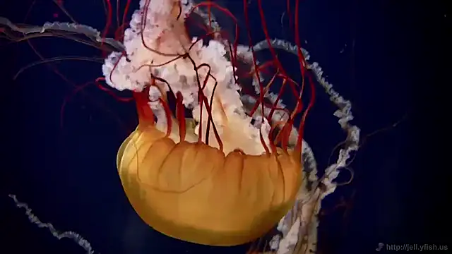 Snapshot of streamy_test11 chatting on November 2025 01:44:01 PM streamy test11 online show from November 2025 01:44:01 PM