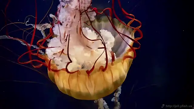 streamy test11 online show from February 2026 02:11:02 PM