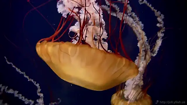 streamy test11 online show from February 2026 05:09:02 PM