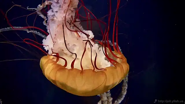 streamy test11 online show from April 2026 02:29:01 PM