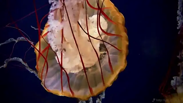 streamy test12 online show from November 2025 03:27:01 PM