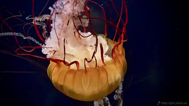 streamy test12 online show from December 2025 10:53:01 AM