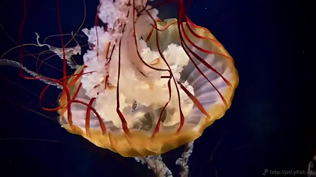 streamy test13 online show from October 2025 10:56:02 AM