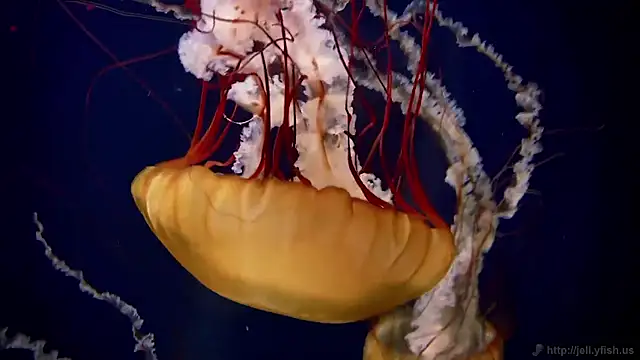 streamy test15 online show from November 2025 05:24:01 PM