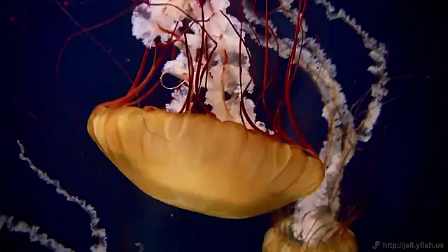 streamy test15 online show from November 2025 05:14:02 PM