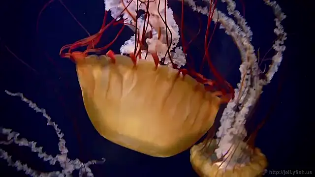 streamy test15 online show from January 2026 09:13:02 AM